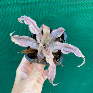 Cryptanthus - Primrose