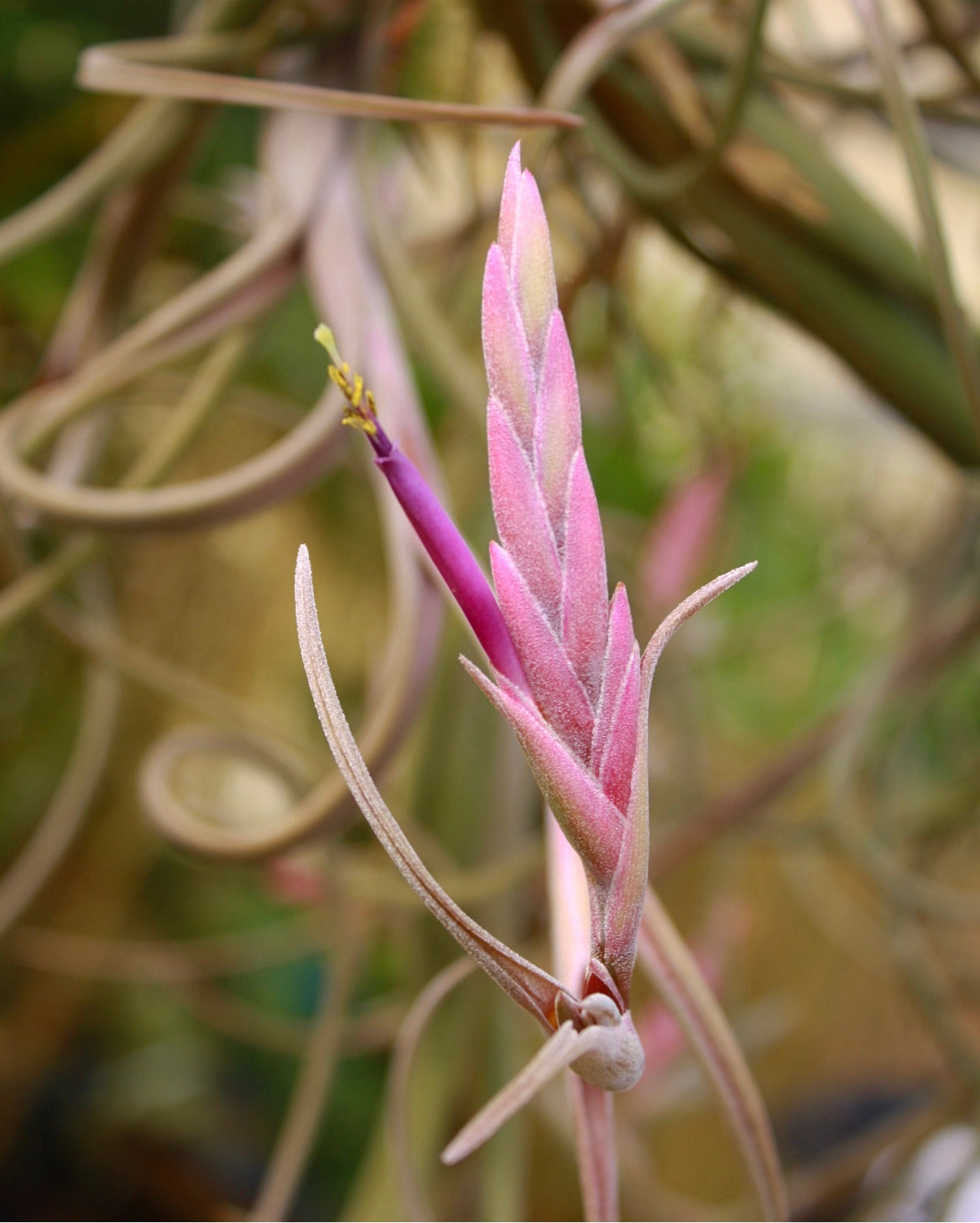 intermedia air plant Tillandsia - intermedia