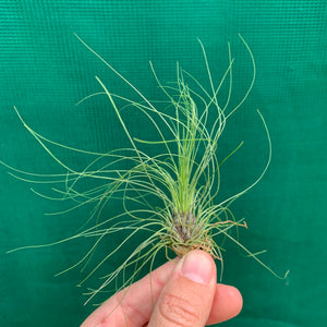 Tillandsia - filifolia
