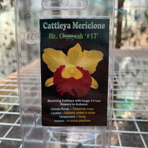 Orchid - Cattleya Mericlone ‘Rlc. Chunyeah #17’