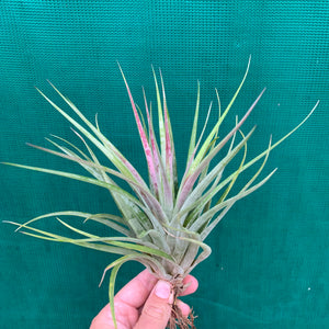 Tillandsia - Hal’s Nidus