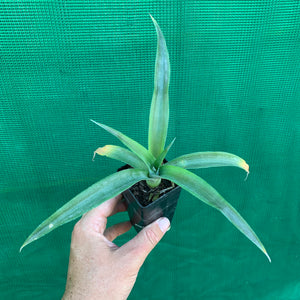 Pineapple ‘Pure Gold’ 73-50