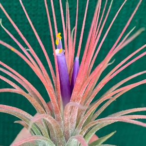 Tillandsia - ionantha ‘APD002’