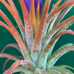 Tillandsia - ionantha ‘Orange’ ex. BH