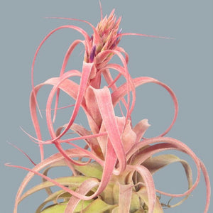 Tillandsia - Betty