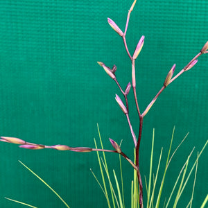 Tillandsia - filifolia