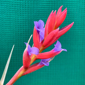Tillandsia - subsecundifolia x aeranthos Purple ex. PT