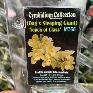Orchid - Cymbidium ‘Dag x Sleeping Giant - Touch of Class’