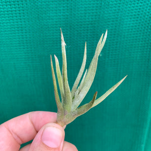 Tillandsia - argentina