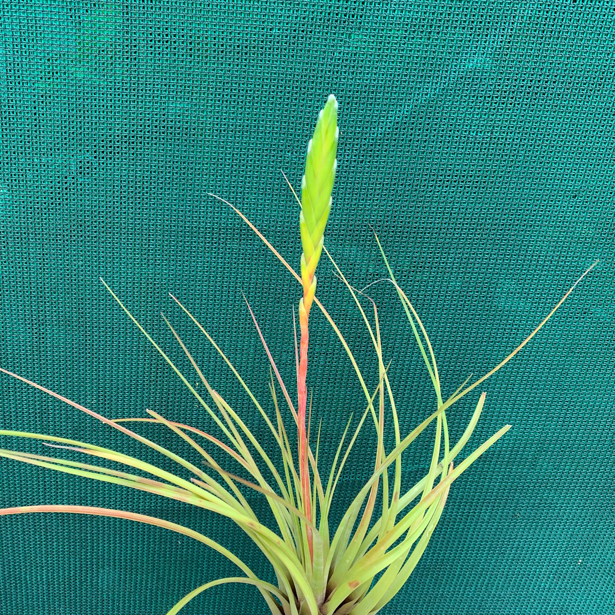 melanocrater air plant Tillandsia - tricolor