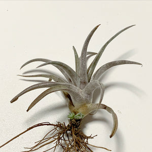 Tillandsia - chiapensis