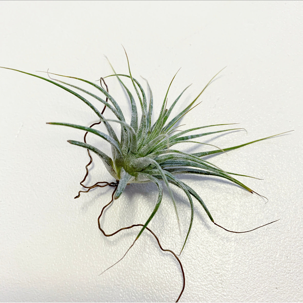 Tillandsia - ionantha ‘Zebrina’