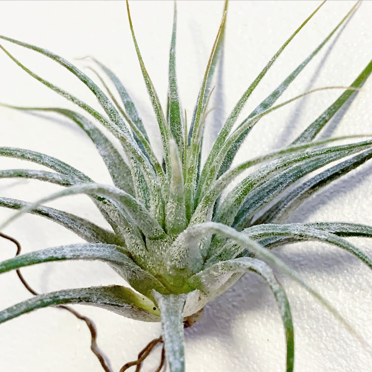 Tillandsia - ionantha 