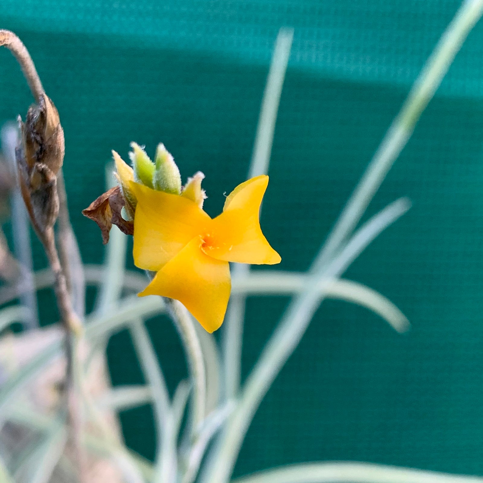 Tillandsia - Rutschmann’s Orange (Fragrant)