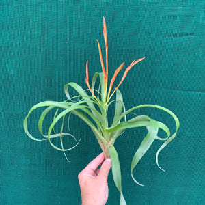 Tillandsia - Flabellata