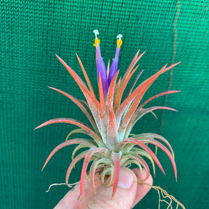 Tillandsia - ionantha ‘Orange’ ex. BH