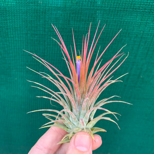 Tillandsia - ionantha ‘APD002’