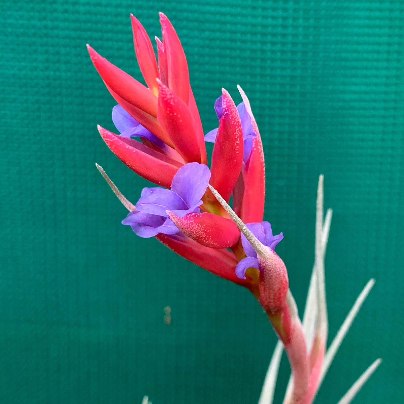 Tillandsia - subsecundifolia x aeranthos Purple ex. PT