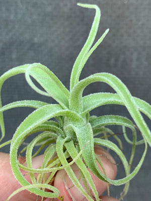 Tillandsia - diguetii