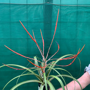 Tillandsia - Flabellata ‘Giant Red’ ex. PT