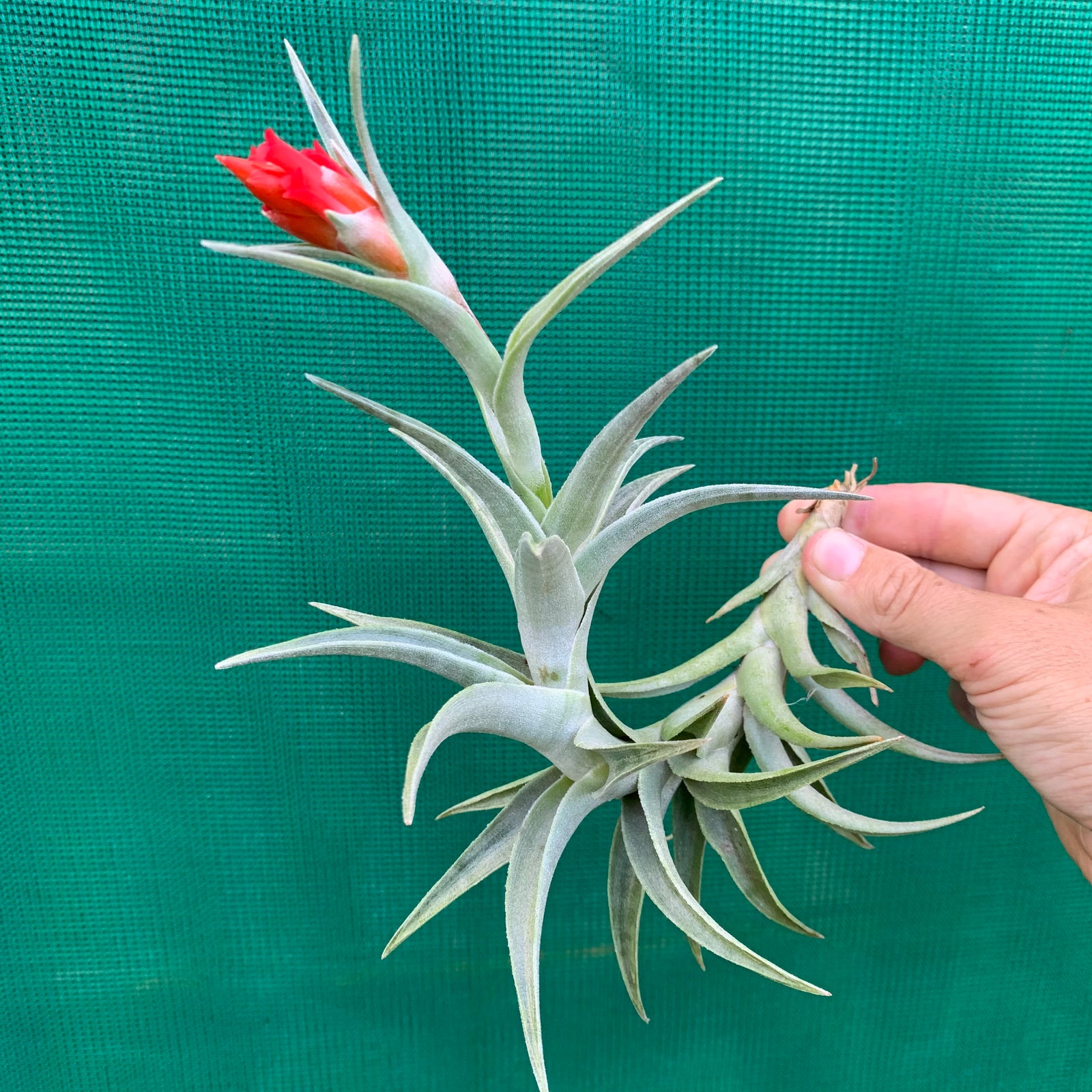 Tillandsia - edithae ‘Giant Form’ ex. Holm