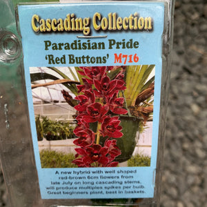 Orchid - Cascading Paradisian Pride ‘Red Buttons’
