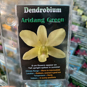 Orchid - Dendrobium ‘Aridang Green’