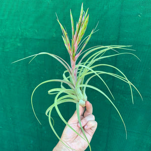 Tillandsia - concolor x streptophylla ? RFI NEW