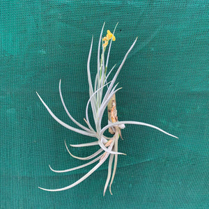 Tillandsia - Nugget (Fragrant)