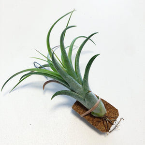 Tillandsia - Leopard