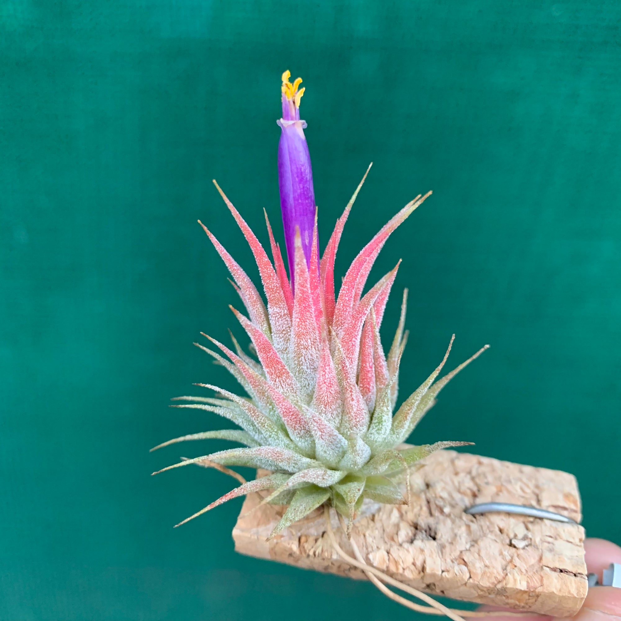 英*呂様 Tillandsia ionantha ‘Haselnuss' Koe Tillandsia ionantha 'Haselnuss' （Koehres） | だい