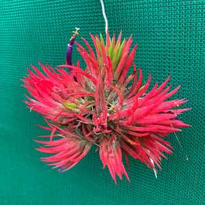 Tillandsia - ionantha 'Fuego' ex. RFI