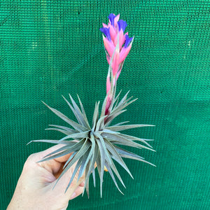 Tillandsia - Purple Gem