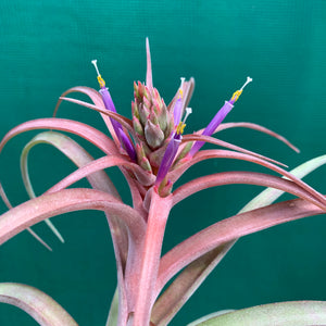 Tillandsia - brachycaulos x streptophylla Nat. Hybrid