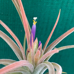 Tillandsia - pruinosa x ionantha ex. PB