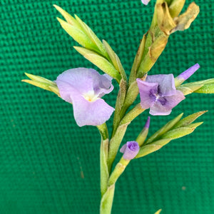 Tillandsia - duratii v. Saxatilas (Fragrant)