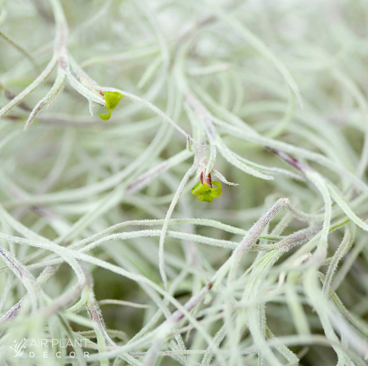 Tillandsia - usneoides Moss 'Old Mans Beard' (Fragrant)
