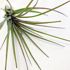 Tillandsia - Oeseriana ex. OM