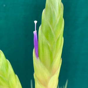 Tillandsia - Fasciculata ‘Pink & Green’ NR50