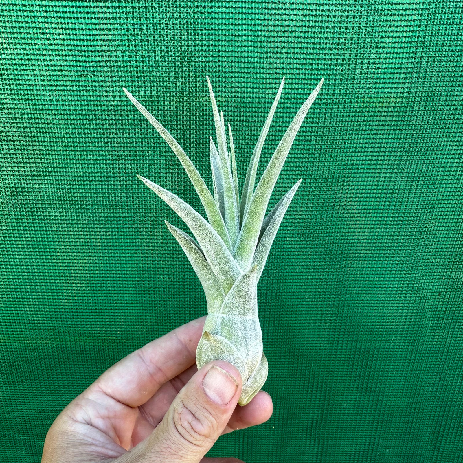 Tillandsia - ehlersiana x streptophylla (Nat. Hybrid) ex. BRT