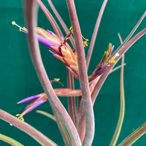 Tillandsia - Bishop John Fishcher