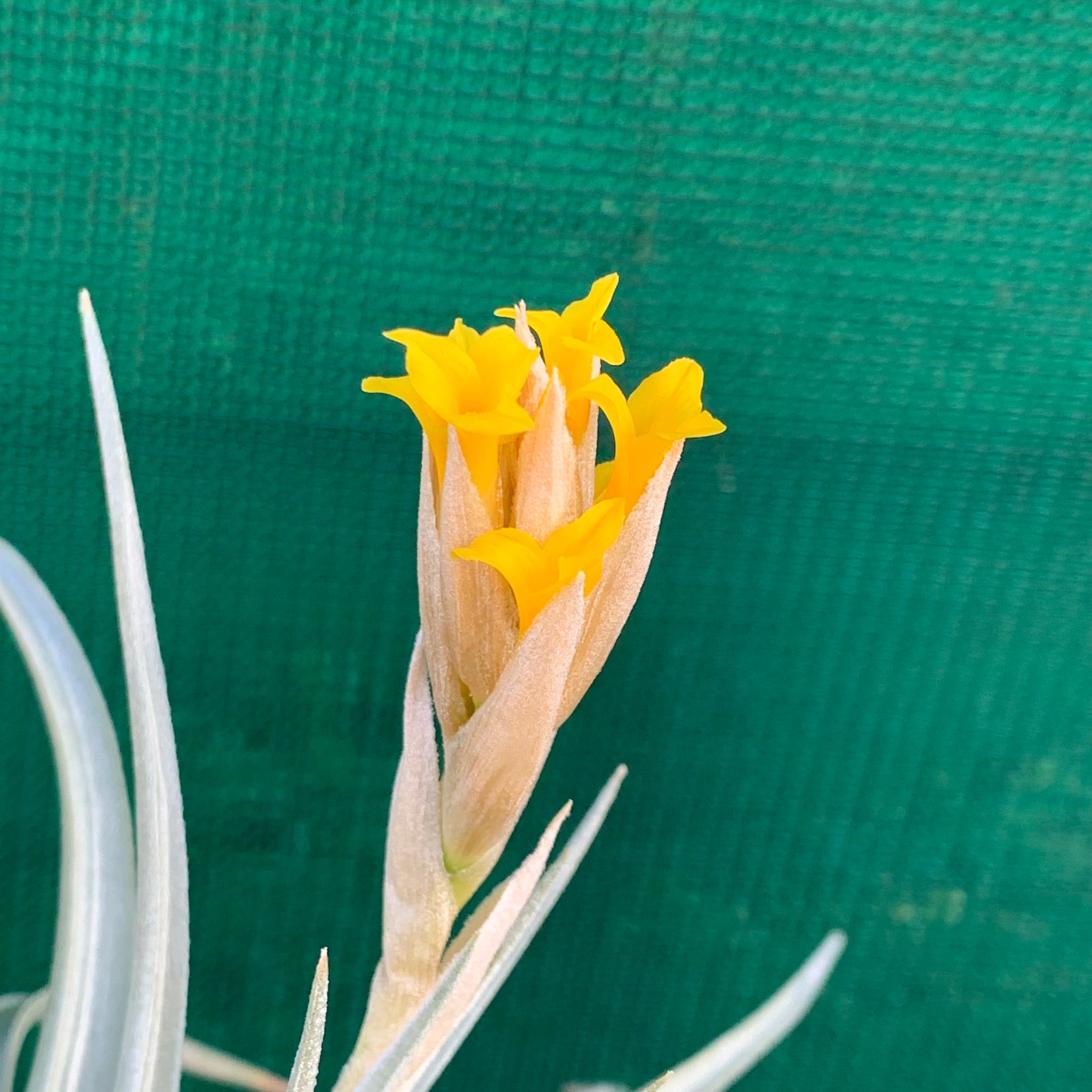 air plant yellow Tillandsia - ixioides