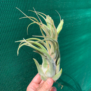 Tillandsia - seleriana ex. OM