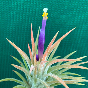 Tillandsia - ionantha ‘Tall Orange’ ex. BD