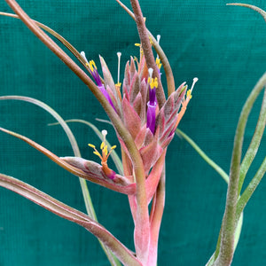 Tillandsia - Showtime ‘Frosted Clone’ ex. PT