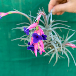 Tillandsia - aeranthos ‘Recurved Leaf’ ex. FE
