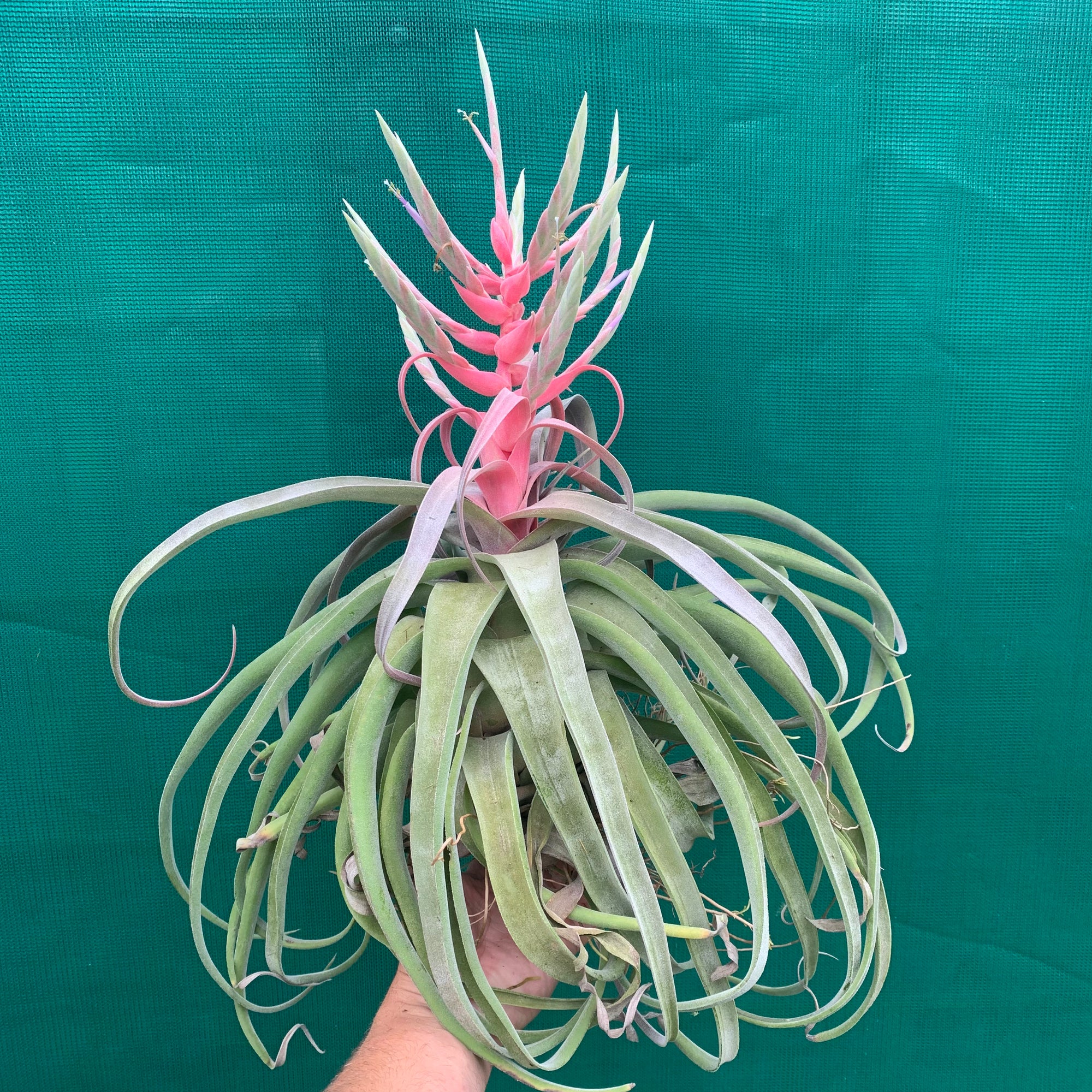 Tillandsia - streptophylla ‘Giant Form’