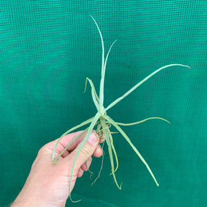Tillandsia - streptocarpa ‘Giant Flower Seedling’ (Fragrant) NEW