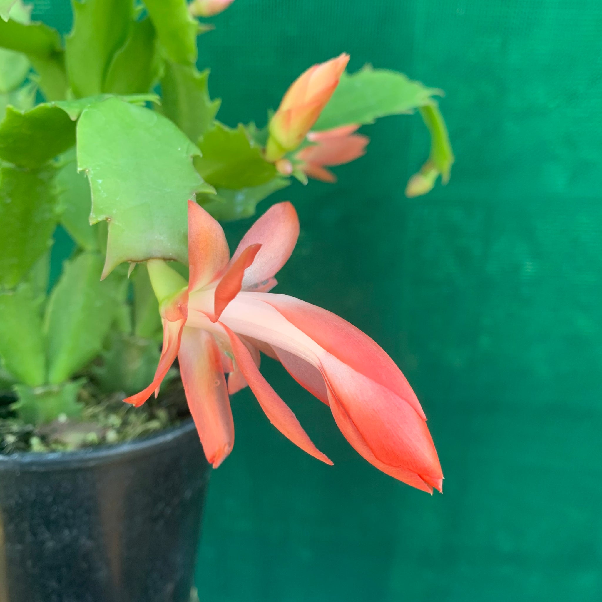 christmas cheer succulent Zygocactus Christmas Cheer