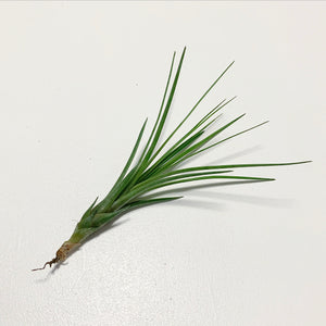 Tillandsia - tricolor